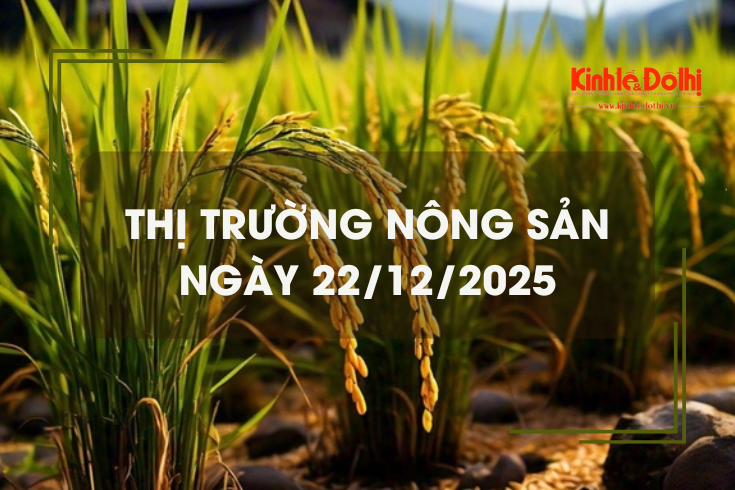 Thị trường nông sản ngày 22/12: gạo Nàng Nhen đạt mức cao nhất 28.000 đồng/kg