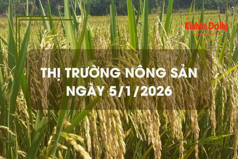 Thị trường nông sản ngày 5/1: gạo xuất khẩu Việt Nam ở mức 440 USD/tấn