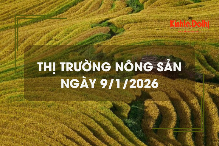 Thị trường nông sản ngày 9/1: giá gạo giảm nhẹ