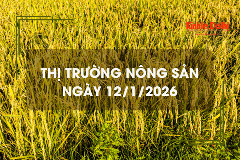 Thị trường nông sản ngày 12/1: gạo Jasmine neo cao