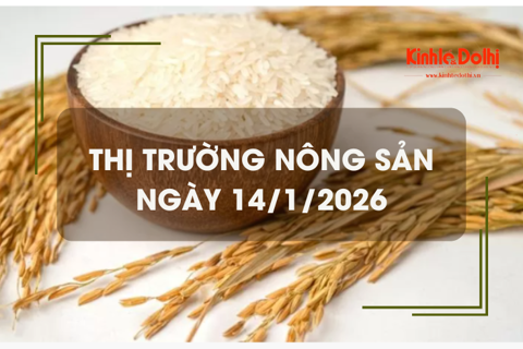 Thị trường nông sản ngày 14/1/2026: lúa Đông Xuân xu hướng tăng