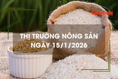 Thị trường nông sản ngày 15/1/2026: lúa tươi đồng loạt giảm