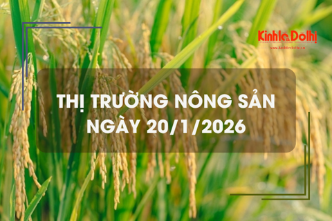 Thị trường nông sản ngày 20/1/2026: gạo Đài Thơm tăng 200 đồng/kg
