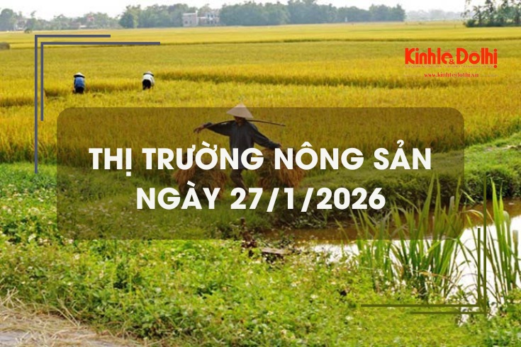 Thị trường nông sản ngày 27/1/2026: giá gạo giảm nhẹ