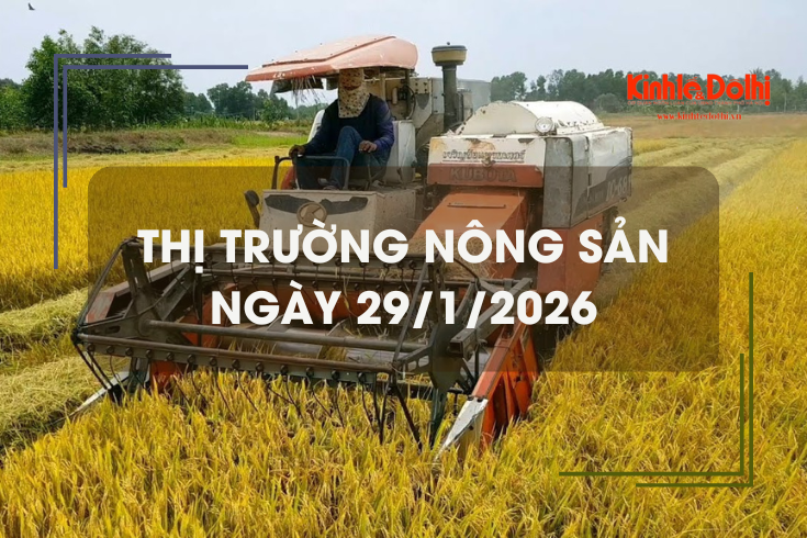 Thị trường nông sản ngày 29/1/2026: lúa tươi biến động trái chiều