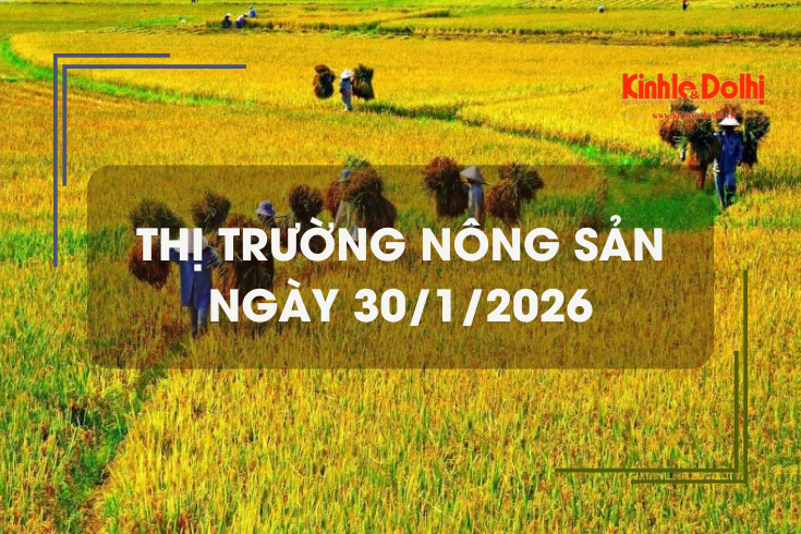 Thị trường nông sản ngày 30/1/2026: gạo thơm dẻo neo cao