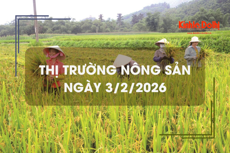 Thị trường nông sản ngày 3/2/2026: lúa thơm neo giá cao