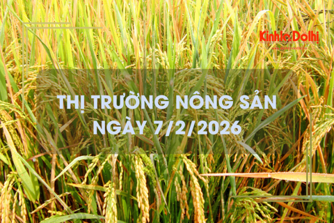 Thị trường nông sản ngày 7/2/2026: giao dịch lúa tươi chậm