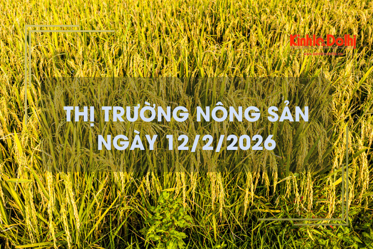 Thị trường nông sản ngày 12/2/2026: giá gạo giảm nhẹ