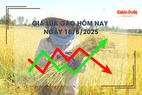 Giá lúa gạo hôm nay 18/5: lúa tươi tiếp tục giảm nhẹ