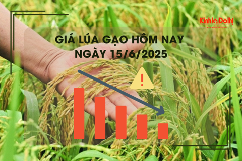 Giá lúa gạo hôm nay 15/6: lúa tươi giảm nhẹ