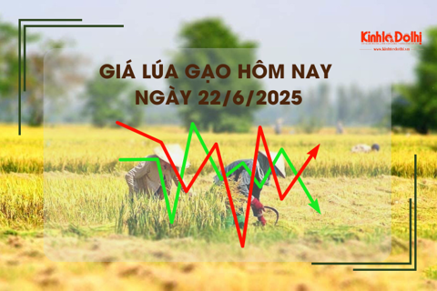 Giá lúa gạo hôm nay 22/6: lúa tươi tăng nhẹ