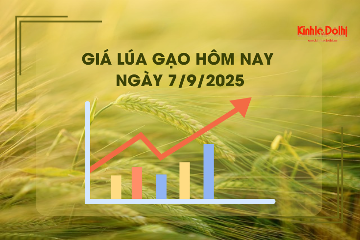 Giá lúa gạo hôm nay 7/9: giao dịch mua bán lai rai