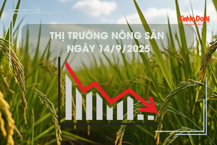 Thị trường nông sản ngày 14/9: gạo xuất khẩu giảm mạnh