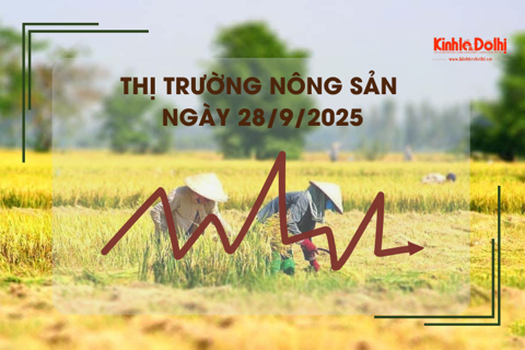 Thị trường nông sản 28/9: giao dịch mua bán lúa Thu Đông có lai rai, lúa tươi vững giá