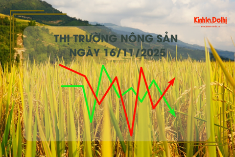Thị trường nông sản ngày 16/11: giao dịch mua bán khởi sắc