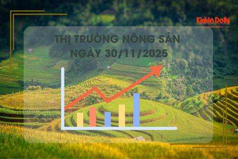Thị trường nông sản hôm nay 30/11: lúa tươi tại Vĩnh Long nhích nhẹ