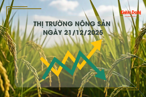 Thị trường nông sản ngày 21/12: nguồn cung ổn định, sức mua chậm