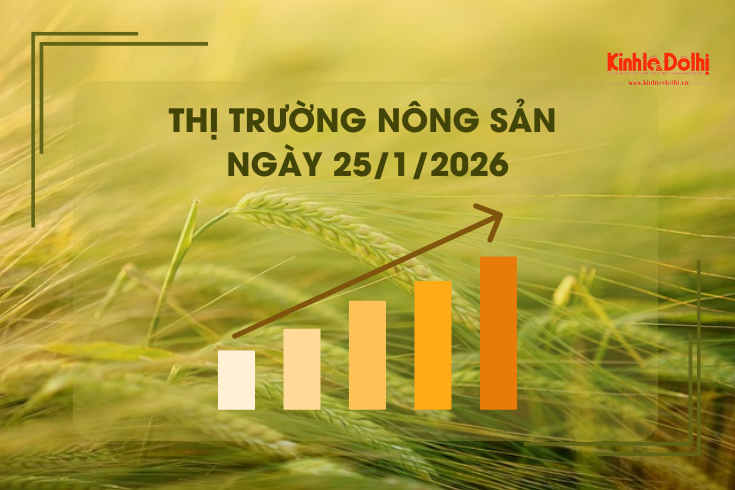 Thị trường nông sản ngày 25/1/2026: giao dịch mua bán lúa Đông Xuân chậm