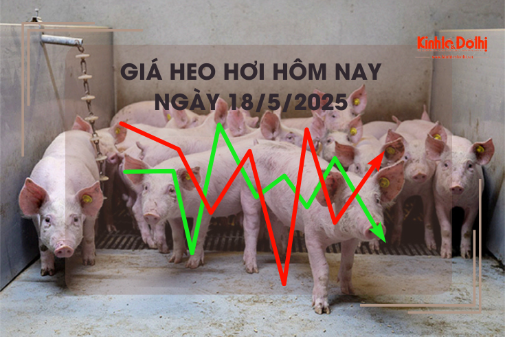 Giá heo hơi hôm nay 18/5: cao nhất 75.000 đồng/kg