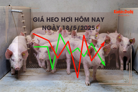 Giá heo hơi hôm nay 18/5: cao nhất 75.000 đồng/kg