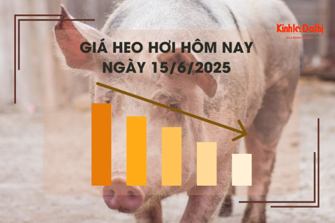 Giá heo hơi hôm nay 15/6: cao nhất 74.000 đồng/kg