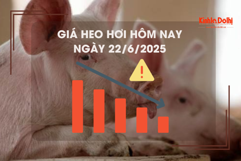 Giá heo hơi hôm nay 22/6: cao nhất 73.000 đồng/kg