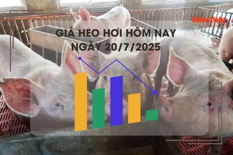 Giá heo hơi hôm nay 20/7: Gia Lai thấp nhất cả nước 61.000 đồng/kg