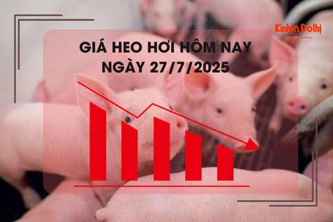 Giá heo hơi hôm nay 27/7: miền Nam giao dịch cao nhất cả nước