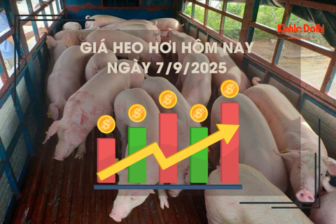 Giá heo hơi hôm nay 7/9: cao nhất 58.000 đồng/kg