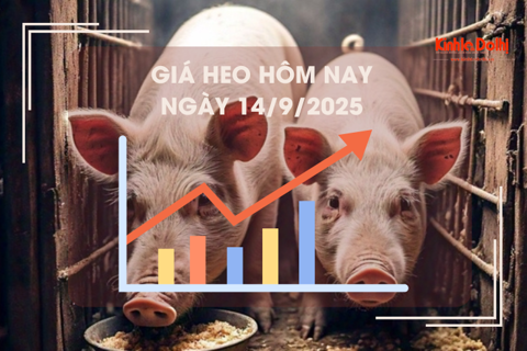 Giá heo hôm nay 14/9: cao nhất 61.000 đồng/kg