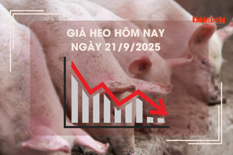 Giá heo hôm nay 21/9: Cà Mau cao nhất 60.000 đồng/kg
