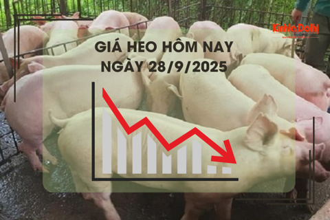 Giá heo hôm nay 28/9: Cà Mau cao nhất 59.000 đồng/kg
