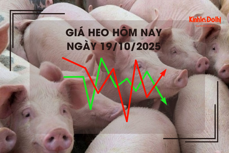 Giá heo hơi hôm nay 19/10: thấp nhất 49.000 đồng/kg