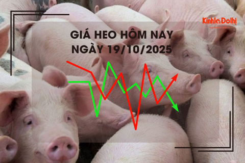 Giá heo hơi hôm nay 19/10: thấp nhất 49.000 đồng/kg