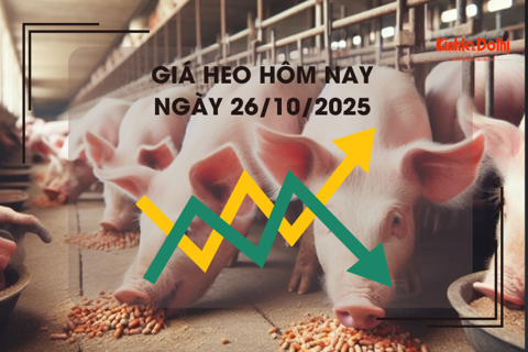 Giá heo hôm nay 26/10: cao nhất 55.000 đồng/kg