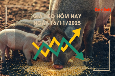Giá heo hôm nay 16/11: cao nhất 50.000 đồng/kg