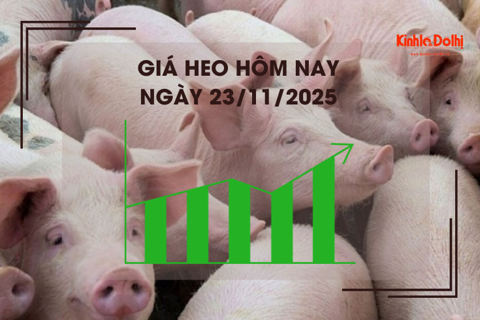 Giá heo hôm nay 23/11: cao nhất 53.000 đồng/kg