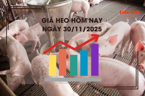 Giá heo hôm nay 30/11: cao nhất 55.000 đồng/kg