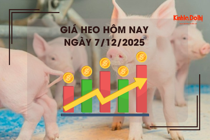 Giá heo hôm nay 7/12: cao nhất 61.000 đồng/kg