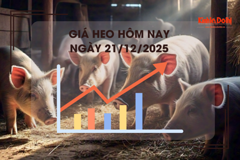 Giá heo hôm nay 21/12: cao nhất 69.000 đồng/kg