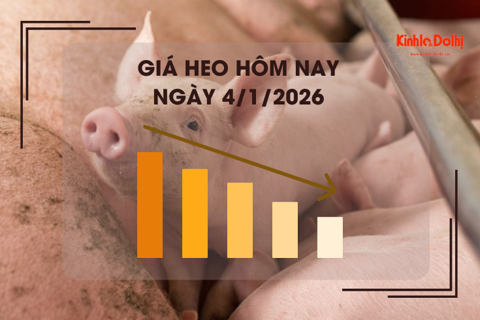 Giá heo hôm nay 4/1: cao nhất 69.000 đồng/kg