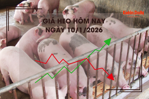 Giá heo hôm nay 11/1: cao nhất 72.000 đồng/kg
