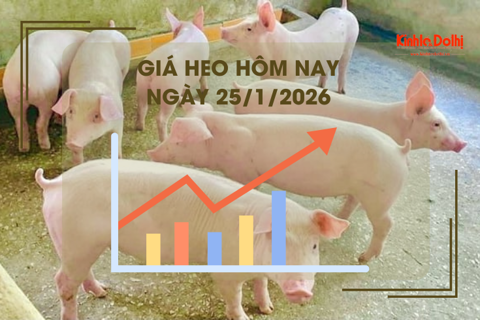 Giá heo hôm nay 25/1: cao nhất 80.000 đồng/kg