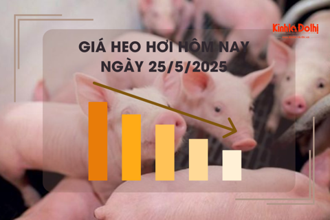 Giá heo hơi hôm nay 25/5: cao nhất 75.000 đồng/kg