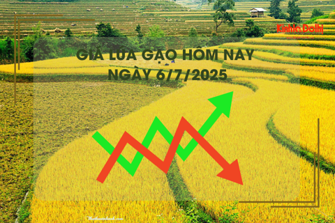 Giá lúa gạo hôm nay 13/7: lúa tươi tiếp đà tăng