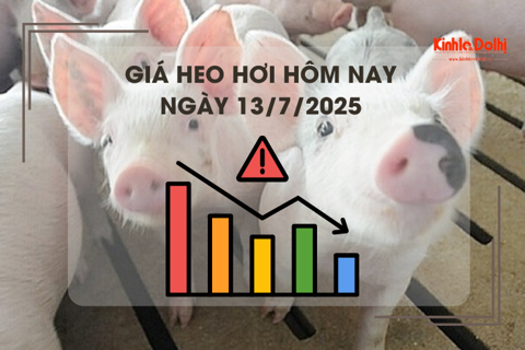 Giá heo hơi hôm nay 13/7: Hà Nội cao nhất 68.000 đồng/kg