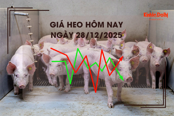 Giá heo hôm nay 28/12: cao nhất 70.000 đồng/kg
