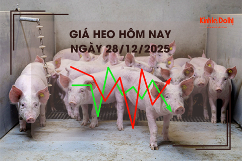 Giá heo hôm nay 28/12: cao nhất 70.000 đồng/kg
