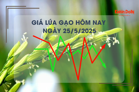 Giá lúa gạo hôm nay 25/5: giá lúa tăng, gạo giảm nhẹ